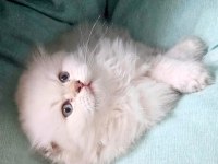 Muhteşem kan ve güzellikte british longhair yavrularımız