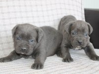 Benim Cane Corso Köpeğim