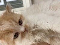İran (Persian) Kedisi 2 Erkek ve 1 Dişi