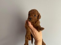Red Brown Toy Poodle