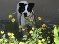 Hataydan depreminden getirdik köpek fazlalığı nedeniyle