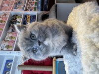 Top Kafa Kısa Kulak Safkan British Shorthair
