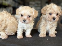Show kalite tea cup kore maltipoo yavrularımız