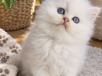 IRK GARANTİLİ 2 ERKEK BRİTİSH BLUE POİNT LONGHAİR
