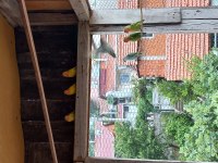 Sağlıklı sevda papağanı yavruları