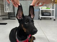 2.5 Aylık Dişi Doberman Aşıları Yapılı Karneli