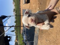 2 aylık merle french bulldog sahiplendirilecek