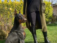 Şecereli Doberman Yavrularım