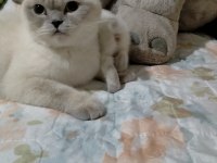 3 haftalık oyuncu scottish fold bebekler