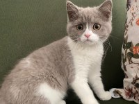 3 aylık british shorthair (fawn bicolor)