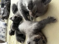 Saf kan british shorthair yavruları
