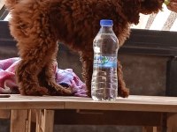 Kaliteli renklerde uygun poodle