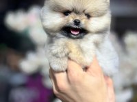A kalite ırk sağlık garantili pomeranian boo yavrular