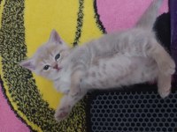 BRİTİSH MİNNOŞLARIMA ÖMÜRLÜK YUVALARINI ARIYORUM