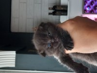 Kaliteli british shorthair yavrular