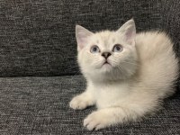 Sevimli Cadı Kedimiz Yeni Yuva Arıyor