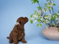 IRK GARANTİLİ TOY POODLE YAVRULARI 