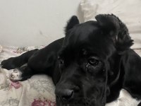 Şecereli anne babadan üst düzey cane corso yavrum