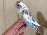 31 GÜNLÜK RENK GÜZELİ BEBEK KUŞUMUZ