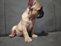 French bulldog dişi