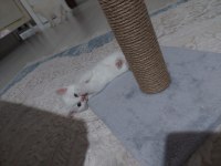Dişi ve Erkek British Shorthair