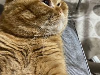 Scottish fold oğlumun Çiftleşmesi için dişi arıyorum