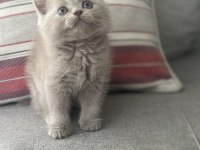 Safkan british shorthair bebeklerimize yuva arıyoruz