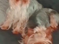 Yorkshire terrier can dostlara yuva arıyoruz