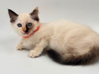 RAGDOLL BEBEK KEDİLER