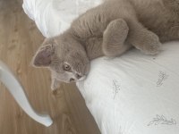 Acil Yuva Aranıyor Bu Tatlı Kediye