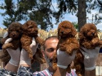 Toy poodle yavrularımız