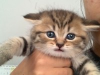 Scottish fold erkek