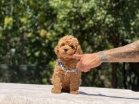 Çok Sevimli ve Oyuncu Toy Poodle Yavrularımız