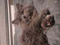 British longhair