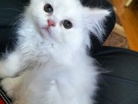 Yetişen Alır Hemen Teslim British Shorthair