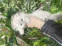 Bebeksi british longhair yavrularım