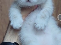 British Shorthair Kedisi