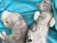3 aylık yavru british shorthair