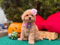 Güzel Yüzlü Bol Tüylü Antialerjik Maltipoo Bebekler 