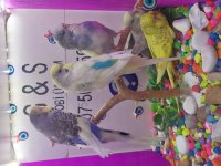 30 35 günlük bebek muhabbet kuşu yavruları
