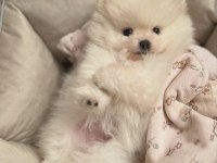 Kar Beyazı Pomeranian Bebeklerimiz Sizlerle