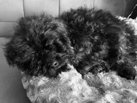 Maltipoo evcil oyuncu köpeğimiz