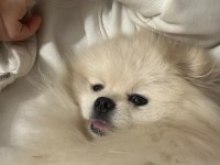 Pomeranian eş bulma ilanıdır