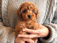Toy Poodle Irk Garantili Yavrular