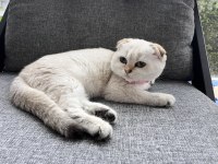 Akıllı uysal scottish fold