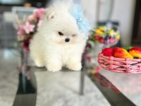 3 EFSANE SIFIR BURUN POMERANİAN PRENSESLER