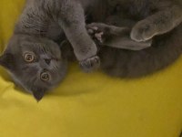 SCOTTİSH VE BRİTİSH KEDİLERİM