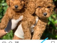 Red Toy Poodle Yavru