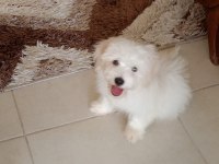 3 aylık erkek yavru köpeğimiz