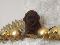 A KALİTE TÜY DÖKMEYEN TOY POODLE KÖPEĞİ